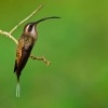 Kolibrik zapadni - Phaethornis longirostris - Long-billed Hermit o5200